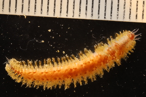  ( - ZMBN_161039)  @11 [ ] Creative Commons BY NC SA (2024) University of Bergen Natural History Collections
