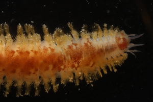  ( - ZMBN_161039)  @11 [ ] Creative Commons BY NC SA (2024) University of Bergen Natural History Collections