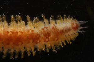  ( - ZMBN_161039)  @11 [ ] Creative Commons BY NC SA (2024) University of Bergen Natural History Collections