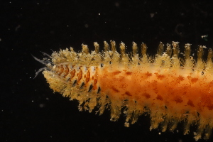  (Harmothoe extenuata - ZMBN_161039)  @11 [ ] Creative Commons BY NC SA (2024) University of Bergen Natural History Collections