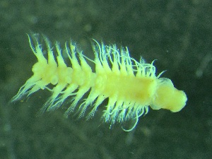  ( - ZMBN_161197)  @11 [ ] Creative Commons BY NC SA (2024) University of Bergen Natural History Collections