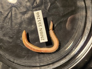  ( - ZMBN_161266)  @11 [ ] Creative Commons BY NC SA (2024) University of Bergen Natural History Collections