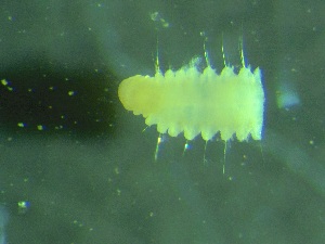  ( - ZMBN_161422)  @11 [ ] Creative Commons BY NC SA (2024) University of Bergen Natural History Collections