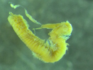  ( - ZMBN_161424)  @11 [ ] Creative Commons BY NC SA (2024) University of Bergen Natural History Collections