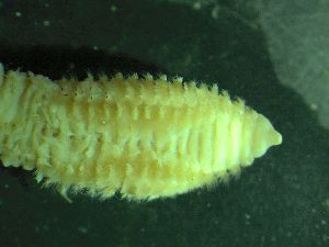  ( - ZMBN_161578)  @11 [ ] Creative Commons BY NC SA (2025) University of Bergen Natural History Collections