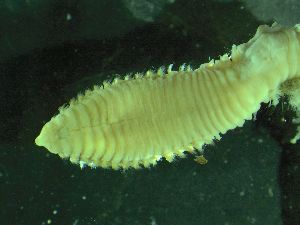  ( - ZMBN_161578)  @11 [ ] Creative Commons BY NC SA (2025) University of Bergen Natural History Collections