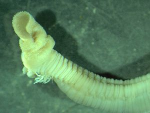  ( - ZMBN_161581)  @11 [ ] Creative Commons BY NC SA (2025) University of Bergen Natural History Collections