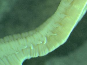  ( - ZMBN_161581)  @11 [ ] Creative Commons BY NC SA (2025) University of Bergen Natural History Collections