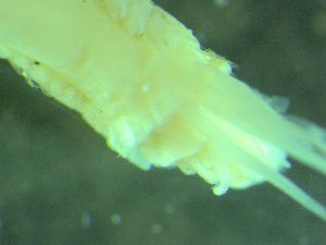  ( - ZMBN_161583)  @11 [ ] Creative Commons BY NC SA (2025) University of Bergen Natural History Collections