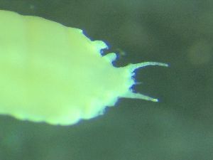  ( - ZMBN_161583)  @11 [ ] Creative Commons BY NC SA (2025) University of Bergen Natural History Collections