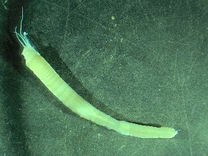  ( - ZMBN_161583)  @11 [ ] Creative Commons BY NC SA (2025) University of Bergen Natural History Collections