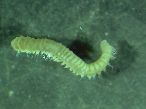  ( - ZMBN_172849)  @11 [ ] Creative Commons BY NC SA (2025) University of Bergen Natural History Collections