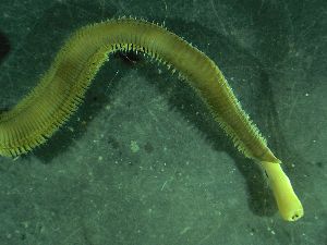  ( - ZMBN_172870)  @11 [ ] Creative Commons BY NC SA (2025) University of Bergen Natural History Collections