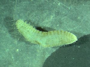  ( - ZMBN_172886)  @11 [ ] Creative Commons BY NC SA (2025) University of Bergen Natural History Collections
