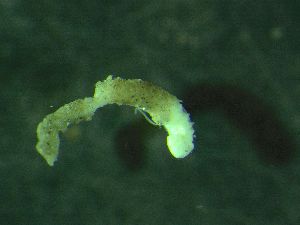  ( - ZMBN_172900)  @11 [ ] Creative Commons BY NC SA (2025) University of Bergen Natural History Collections