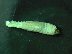  ( - ZMBN_172912)  @11 [ ] Creative Commons BY NC SA (2025) University of Bergen Natural History Collections