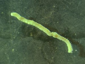  ( - ZMBN_172916)  @11 [ ] Creative Commons BY NC SA (2025) University of Bergen Natural History Collections