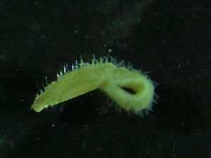 ( - ZMBN_172924)  @11 [ ] Creative Commons BY NC SA (2025) University of Bergen Natural History Collections