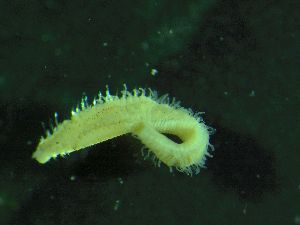  ( - ZMBN_172924)  @11 [ ] Creative Commons BY NC SA (2025) University of Bergen Natural History Collections
