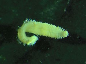  ( - ZMBN_172924)  @11 [ ] Creative Commons BY NC SA (2025) University of Bergen Natural History Collections