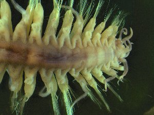  ( - ZMBN_173055)  @11 [ ] Creative Commons BY NC SA (2025) University of Bergen Natural History Collections