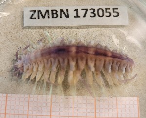  ( - ZMBN_173055)  @11 [ ] Creative Commons BY NC SA (2025) University of Bergen Natural History Collections