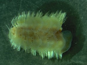  ( - ZMBN_173062)  @11 [ ] Creative Commons BY NC SA (2025) University of Bergen Natural History Collections