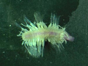  ( - ZMBN_173063)  @11 [ ] Creative Commons BY NC SA (2025) University of Bergen Natural History Collections