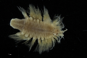  ( - ZMBN_173067)  @11 [ ] Creative Commons BY NC SA (2025) University of Bergen Natural History Collections