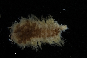  ( - ZMBN_173068)  @11 [ ] Creative Commons BY NC SA (2025) University of Bergen Natural History Collections