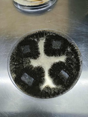  ( - ArMCN-01)  @11 [ ] CreativeCommons - Attribution (2025) Kenn NAVARRO Echano Camarines Norte State College