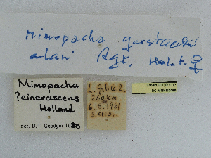  (Mimopacha gerstaeckerii - CCDB-09453-C07)  @11 [ ] CreativeCommons - Attribution Non-Commercial Share-Alike (2014)  Muséum national d'Histoire naturelle  Muséum national d'Histoire naturelle