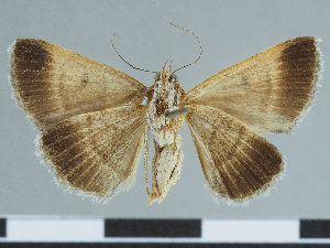  (Plecopterodes melliflua - CCDB-09453-C09)  @11 [ ] CreativeCommons - Attribution Non-Commercial Share-Alike (2014)  Muséum national d'Histoire naturelle  Muséum national d'Histoire naturelle