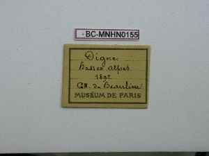  ( - BC-MNHN0155)  @11 [ ] Copyright (2010) Rodolphe Rougerie Museum National d`Histoire Naturelle, Paris