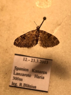  (Eupithecia pantellata canariata - BC-MNHN0756)  @11 [ ] cc (2021) Claude Tautel MNHN