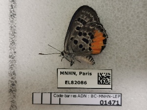  (Luthrodes cleotas excellens - BC-MNHN-LEP01471)  @11 [ ] creative common (2022) Rodolphe Rougerie Museum national d´Histoire naturelle, Paris