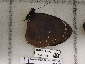  (Euploea tulliolus adyte - BC-MNHN-LEP01473)  @11 [ ] creative common (2022) Rodolphe Rougerie Museum national d´Histoire naturelle, Paris