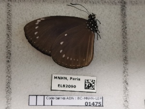  (Euploea tulliolus adyte - BC-MNHN-LEP01475)  @11 [ ] creative common (2022) Rodolphe Rougerie Museum national d´Histoire naturelle, Paris