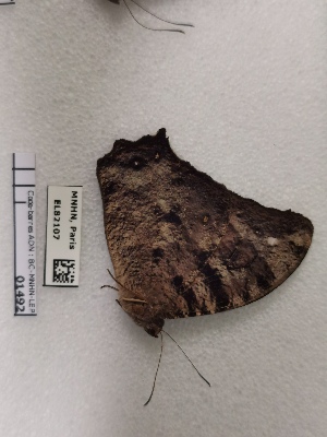  (Melanitis leda solandra - BC-MNHN-LEP01492)  @11 [ ] creative common (2022) Rodolphe Rougerie Museum national d´Histoire naturelle, Paris