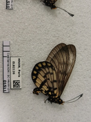  (Acraea andromacha andromacha - BC-MNHN-LEP01511)  @11 [ ] creative common (2022) Rodolphe Rougerie Museum national d´Histoire naturelle, Paris