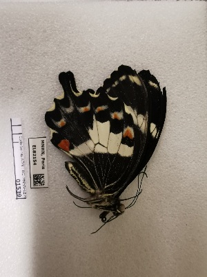  (Papilio amynthor - BC-MNHN-LEP01539)  @11 [ ] creative common (2022) Rodolphe Rougerie Museum national d´Histoire naturelle, Paris