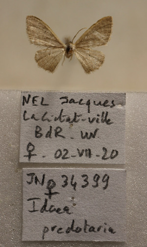  ( - BC-MNHN0734)  @11 [ ] cc (2021) Jacques Nel Research collection of Jacques Nel