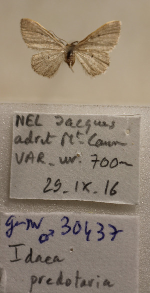  ( - BC-MNHN0735)  @11 [ ] cc (2021) Jacques Nel Research collection of Jacques Nel