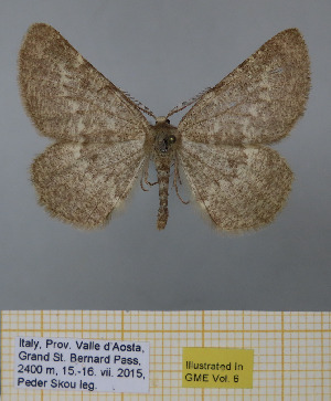  (Sciadia unicoloraria vallesiaria - BC-MNHN0737)  @11 [ ] cc (2021) Peder Skou Research collection of Peder Skou