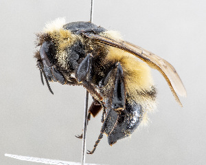  (Bombus kirbeillus - DRP07283)  @11 [ ] CreativeCommons - Attribution Non-Commercial Share-Alike  Unspecified Unspecified