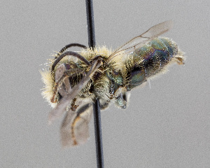  (Osmia penstemonis - DRP06090)  @11 [ ] CreativeCommons - Attribution Non-Commercial Share-Alike  Unspecified Unspecified