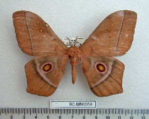  ( - BC-MN0058)  @13 [ ] Copyright (2010) Mike Newport Research Collection of Mike Newport