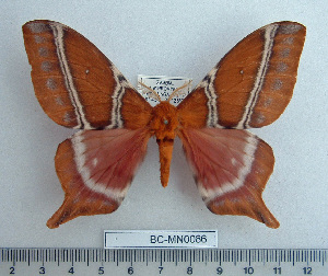  ( - BC-MN0086)  @13 [ ] Copyright (2010) Mike Newport Research Collection of Mike Newport