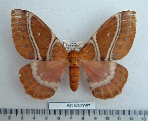  ( - BC-MN0087)  @13 [ ] Copyright (2010) Mike Newport Research Collection of Mike Newport