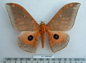  ( - BC-MN0095)  @15 [ ] Copyright (2010) Mike Newport Research Collection of Mike Newport